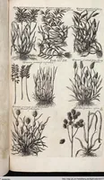 Picture 558 of 593 from Viridarium Reformatum, Seu Regnum Vegetabile, Das ist: Neu-eingerichtetes und Vollständiges Kräuter-Buch: Worinnen auff noch nicht geschehene Weise Derer Vegetabilien, als Kräutern, Sträuchen, Bäumen, Bluhmen und anderer Erd-Gewachsen Art, Krafft und Würckung dergestalt beschrieben werden, daß man dieses Werck statt einer Botanischen Bibliothec haben ... kan (1719), leaf 994