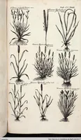 Picture 560 of 593 from Viridarium Reformatum, Seu Regnum Vegetabile, Das ist: Neu-eingerichtetes und Vollständiges Kräuter-Buch: Worinnen auff noch nicht geschehene Weise Derer Vegetabilien, als Kräutern, Sträuchen, Bäumen, Bluhmen und anderer Erd-Gewachsen Art, Krafft und Würckung dergestalt beschrieben werden, daß man dieses Werck statt einer Botanischen Bibliothec haben ... kan (1719), leaf 996