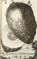 Picture 30 of 128 from Nürnbergische Hesperides, Oder Gründliche Beschreibung Der Edlen Citronat- Citronen- und Pomeranzen-Früchte: Wie solche in selbiger und benachbarten Gegend/ recht mögen eingesetzt/ gewartet/ erhalten und fortgebracht werden/ Samt Einer ausführlichen Erzehlung der meisten Sorten/ welche theils zu Nürnberg würcklich gewachsen/ theils von verschiedenen fremden Orten dahin gebracht worden, auf das accurateste in Kupffer gestochen/ in Vier Theile eingetheilet und mit nützlichen Anmerckungen erkläret (1708), leaf 157