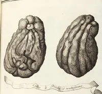 Picture 31 of 128 from Nürnbergische Hesperides, Oder Gründliche Beschreibung Der Edlen Citronat- Citronen- und Pomeranzen-Früchte: Wie solche in selbiger und benachbarten Gegend/ recht mögen eingesetzt/ gewartet/ erhalten und fortgebracht werden/ Samt Einer ausführlichen Erzehlung der meisten Sorten/ welche theils zu Nürnberg würcklich gewachsen/ theils von verschiedenen fremden Orten dahin gebracht worden, auf das accurateste in Kupffer gestochen/ in Vier Theile eingetheilet und mit nützlichen Anmerckungen erkläret (1708), leaf 159