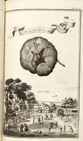 Picture 33 of 128 from Nürnbergische Hesperides, Oder Gründliche Beschreibung Der Edlen Citronat- Citronen- und Pomeranzen-Früchte: Wie solche in selbiger und benachbarten Gegend/ recht mögen eingesetzt/ gewartet/ erhalten und fortgebracht werden/ Samt Einer ausführlichen Erzehlung der meisten Sorten/ welche theils zu Nürnberg würcklich gewachsen/ theils von verschiedenen fremden Orten dahin gebracht worden, auf das accurateste in Kupffer gestochen/ in Vier Theile eingetheilet und mit nützlichen Anmerckungen erkläret (1708), leaf 165