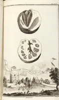 Picture 34 of 128 from Nürnbergische Hesperides, Oder Gründliche Beschreibung Der Edlen Citronat- Citronen- und Pomeranzen-Früchte: Wie solche in selbiger und benachbarten Gegend/ recht mögen eingesetzt/ gewartet/ erhalten und fortgebracht werden/ Samt Einer ausführlichen Erzehlung der meisten Sorten/ welche theils zu Nürnberg würcklich gewachsen/ theils von verschiedenen fremden Orten dahin gebracht worden, auf das accurateste in Kupffer gestochen/ in Vier Theile eingetheilet und mit nützlichen Anmerckungen erkläret (1708), leaf 167