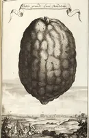 Picture 35 of 128 from Nürnbergische Hesperides, Oder Gründliche Beschreibung Der Edlen Citronat- Citronen- und Pomeranzen-Früchte: Wie solche in selbiger und benachbarten Gegend/ recht mögen eingesetzt/ gewartet/ erhalten und fortgebracht werden/ Samt Einer ausführlichen Erzehlung der meisten Sorten/ welche theils zu Nürnberg würcklich gewachsen/ theils von verschiedenen fremden Orten dahin gebracht worden, auf das accurateste in Kupffer gestochen/ in Vier Theile eingetheilet und mit nützlichen Anmerckungen erkläret (1708), leaf 171