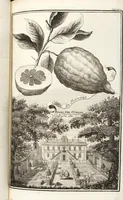 An illustration from Nürnbergische Hesperides, Oder Gründliche Beschreibung Der Edlen Citronat- Citronen- und Pomeranzen-Früchte: Wie solche in selbiger und benachbarten Gegend/ recht mögen eingesetzt/ gewartet/ erhalten und fortgebracht werden/ Samt Einer ausführlichen Erzehlung der meisten Sorten/ welche theils zu Nürnberg würcklich gewachsen/ theils von verschiedenen fremden Orten dahin gebracht worden, auf das accurateste in Kupffer gestochen/ in Vier Theile eingetheilet und mit nützlichen Anmerckungen erkläret (1708)