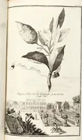 An illustration from Nürnbergische Hesperides, Oder Gründliche Beschreibung Der Edlen Citronat- Citronen- und Pomeranzen-Früchte: Wie solche in selbiger und benachbarten Gegend/ recht mögen eingesetzt/ gewartet/ erhalten und fortgebracht werden/ Samt Einer ausführlichen Erzehlung der meisten Sorten/ welche theils zu Nürnberg würcklich gewachsen/ theils von verschiedenen fremden Orten dahin gebracht worden, auf das accurateste in Kupffer gestochen/ in Vier Theile eingetheilet und mit nützlichen Anmerckungen erkläret (1708)