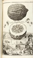 Picture 41 of 128 from Nürnbergische Hesperides, Oder Gründliche Beschreibung Der Edlen Citronat- Citronen- und Pomeranzen-Früchte: Wie solche in selbiger und benachbarten Gegend/ recht mögen eingesetzt/ gewartet/ erhalten und fortgebracht werden/ Samt Einer ausführlichen Erzehlung der meisten Sorten/ welche theils zu Nürnberg würcklich gewachsen/ theils von verschiedenen fremden Orten dahin gebracht worden, auf das accurateste in Kupffer gestochen/ in Vier Theile eingetheilet und mit nützlichen Anmerckungen erkläret (1708), leaf 195
