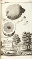 Picture 42 of 128 from Nürnbergische Hesperides, Oder Gründliche Beschreibung Der Edlen Citronat- Citronen- und Pomeranzen-Früchte: Wie solche in selbiger und benachbarten Gegend/ recht mögen eingesetzt/ gewartet/ erhalten und fortgebracht werden/ Samt Einer ausführlichen Erzehlung der meisten Sorten/ welche theils zu Nürnberg würcklich gewachsen/ theils von verschiedenen fremden Orten dahin gebracht worden, auf das accurateste in Kupffer gestochen/ in Vier Theile eingetheilet und mit nützlichen Anmerckungen erkläret (1708), leaf 197