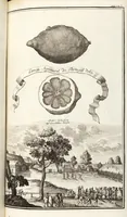 Picture 43 of 128 from Nürnbergische Hesperides, Oder Gründliche Beschreibung Der Edlen Citronat- Citronen- und Pomeranzen-Früchte: Wie solche in selbiger und benachbarten Gegend/ recht mögen eingesetzt/ gewartet/ erhalten und fortgebracht werden/ Samt Einer ausführlichen Erzehlung der meisten Sorten/ welche theils zu Nürnberg würcklich gewachsen/ theils von verschiedenen fremden Orten dahin gebracht worden, auf das accurateste in Kupffer gestochen/ in Vier Theile eingetheilet und mit nützlichen Anmerckungen erkläret (1708), leaf 201
