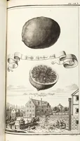 Picture 44 of 128 from Nürnbergische Hesperides, Oder Gründliche Beschreibung Der Edlen Citronat- Citronen- und Pomeranzen-Früchte: Wie solche in selbiger und benachbarten Gegend/ recht mögen eingesetzt/ gewartet/ erhalten und fortgebracht werden/ Samt Einer ausführlichen Erzehlung der meisten Sorten/ welche theils zu Nürnberg würcklich gewachsen/ theils von verschiedenen fremden Orten dahin gebracht worden, auf das accurateste in Kupffer gestochen/ in Vier Theile eingetheilet und mit nützlichen Anmerckungen erkläret (1708), leaf 203