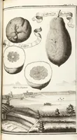Picture 47 of 128 from Nürnbergische Hesperides, Oder Gründliche Beschreibung Der Edlen Citronat- Citronen- und Pomeranzen-Früchte: Wie solche in selbiger und benachbarten Gegend/ recht mögen eingesetzt/ gewartet/ erhalten und fortgebracht werden/ Samt Einer ausführlichen Erzehlung der meisten Sorten/ welche theils zu Nürnberg würcklich gewachsen/ theils von verschiedenen fremden Orten dahin gebracht worden, auf das accurateste in Kupffer gestochen/ in Vier Theile eingetheilet und mit nützlichen Anmerckungen erkläret (1708), leaf 215