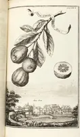 Picture 49 of 128 from Nürnbergische Hesperides, Oder Gründliche Beschreibung Der Edlen Citronat- Citronen- und Pomeranzen-Früchte: Wie solche in selbiger und benachbarten Gegend/ recht mögen eingesetzt/ gewartet/ erhalten und fortgebracht werden/ Samt Einer ausführlichen Erzehlung der meisten Sorten/ welche theils zu Nürnberg würcklich gewachsen/ theils von verschiedenen fremden Orten dahin gebracht worden, auf das accurateste in Kupffer gestochen/ in Vier Theile eingetheilet und mit nützlichen Anmerckungen erkläret (1708), leaf 225
