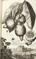 Picture 50 of 128 from Nürnbergische Hesperides, Oder Gründliche Beschreibung Der Edlen Citronat- Citronen- und Pomeranzen-Früchte: Wie solche in selbiger und benachbarten Gegend/ recht mögen eingesetzt/ gewartet/ erhalten und fortgebracht werden/ Samt Einer ausführlichen Erzehlung der meisten Sorten/ welche theils zu Nürnberg würcklich gewachsen/ theils von verschiedenen fremden Orten dahin gebracht worden, auf das accurateste in Kupffer gestochen/ in Vier Theile eingetheilet und mit nützlichen Anmerckungen erkläret (1708), leaf 227