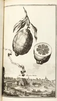 Picture 51 of 128 from Nürnbergische Hesperides, Oder Gründliche Beschreibung Der Edlen Citronat- Citronen- und Pomeranzen-Früchte: Wie solche in selbiger und benachbarten Gegend/ recht mögen eingesetzt/ gewartet/ erhalten und fortgebracht werden/ Samt Einer ausführlichen Erzehlung der meisten Sorten/ welche theils zu Nürnberg würcklich gewachsen/ theils von verschiedenen fremden Orten dahin gebracht worden, auf das accurateste in Kupffer gestochen/ in Vier Theile eingetheilet und mit nützlichen Anmerckungen erkläret (1708), leaf 231