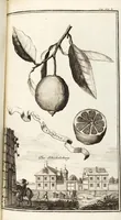 Picture 52 of 128 from Nürnbergische Hesperides, Oder Gründliche Beschreibung Der Edlen Citronat- Citronen- und Pomeranzen-Früchte: Wie solche in selbiger und benachbarten Gegend/ recht mögen eingesetzt/ gewartet/ erhalten und fortgebracht werden/ Samt Einer ausführlichen Erzehlung der meisten Sorten/ welche theils zu Nürnberg würcklich gewachsen/ theils von verschiedenen fremden Orten dahin gebracht worden, auf das accurateste in Kupffer gestochen/ in Vier Theile eingetheilet und mit nützlichen Anmerckungen erkläret (1708), leaf 233