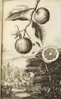 Picture 53 of 128 from Nürnbergische Hesperides, Oder Gründliche Beschreibung Der Edlen Citronat- Citronen- und Pomeranzen-Früchte: Wie solche in selbiger und benachbarten Gegend/ recht mögen eingesetzt/ gewartet/ erhalten und fortgebracht werden/ Samt Einer ausführlichen Erzehlung der meisten Sorten/ welche theils zu Nürnberg würcklich gewachsen/ theils von verschiedenen fremden Orten dahin gebracht worden, auf das accurateste in Kupffer gestochen/ in Vier Theile eingetheilet und mit nützlichen Anmerckungen erkläret (1708), leaf 237