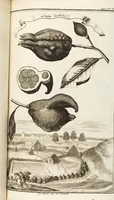 Picture 54 of 128 from Nürnbergische Hesperides, Oder Gründliche Beschreibung Der Edlen Citronat- Citronen- und Pomeranzen-Früchte: Wie solche in selbiger und benachbarten Gegend/ recht mögen eingesetzt/ gewartet/ erhalten und fortgebracht werden/ Samt Einer ausführlichen Erzehlung der meisten Sorten/ welche theils zu Nürnberg würcklich gewachsen/ theils von verschiedenen fremden Orten dahin gebracht worden, auf das accurateste in Kupffer gestochen/ in Vier Theile eingetheilet und mit nützlichen Anmerckungen erkläret (1708), leaf 239