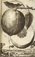 Picture 55 of 128 from Nürnbergische Hesperides, Oder Gründliche Beschreibung Der Edlen Citronat- Citronen- und Pomeranzen-Früchte: Wie solche in selbiger und benachbarten Gegend/ recht mögen eingesetzt/ gewartet/ erhalten und fortgebracht werden/ Samt Einer ausführlichen Erzehlung der meisten Sorten/ welche theils zu Nürnberg würcklich gewachsen/ theils von verschiedenen fremden Orten dahin gebracht worden, auf das accurateste in Kupffer gestochen/ in Vier Theile eingetheilet und mit nützlichen Anmerckungen erkläret (1708), leaf 243