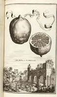 Picture 56 of 128 from Nürnbergische Hesperides, Oder Gründliche Beschreibung Der Edlen Citronat- Citronen- und Pomeranzen-Früchte: Wie solche in selbiger und benachbarten Gegend/ recht mögen eingesetzt/ gewartet/ erhalten und fortgebracht werden/ Samt Einer ausführlichen Erzehlung der meisten Sorten/ welche theils zu Nürnberg würcklich gewachsen/ theils von verschiedenen fremden Orten dahin gebracht worden, auf das accurateste in Kupffer gestochen/ in Vier Theile eingetheilet und mit nützlichen Anmerckungen erkläret (1708), leaf 247