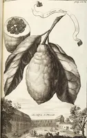 Picture 57 of 128 from Nürnbergische Hesperides, Oder Gründliche Beschreibung Der Edlen Citronat- Citronen- und Pomeranzen-Früchte: Wie solche in selbiger und benachbarten Gegend/ recht mögen eingesetzt/ gewartet/ erhalten und fortgebracht werden/ Samt Einer ausführlichen Erzehlung der meisten Sorten/ welche theils zu Nürnberg würcklich gewachsen/ theils von verschiedenen fremden Orten dahin gebracht worden, auf das accurateste in Kupffer gestochen/ in Vier Theile eingetheilet und mit nützlichen Anmerckungen erkläret (1708), leaf 249