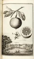 Picture 58 of 128 from Nürnbergische Hesperides, Oder Gründliche Beschreibung Der Edlen Citronat- Citronen- und Pomeranzen-Früchte: Wie solche in selbiger und benachbarten Gegend/ recht mögen eingesetzt/ gewartet/ erhalten und fortgebracht werden/ Samt Einer ausführlichen Erzehlung der meisten Sorten/ welche theils zu Nürnberg würcklich gewachsen/ theils von verschiedenen fremden Orten dahin gebracht worden, auf das accurateste in Kupffer gestochen/ in Vier Theile eingetheilet und mit nützlichen Anmerckungen erkläret (1708), leaf 253