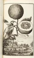 An illustration from Nürnbergische Hesperides, Oder Gründliche Beschreibung Der Edlen Citronat- Citronen- und Pomeranzen-Früchte: Wie solche in selbiger und benachbarten Gegend/ recht mögen eingesetzt/ gewartet/ erhalten und fortgebracht werden/ Samt Einer ausführlichen Erzehlung der meisten Sorten/ welche theils zu Nürnberg würcklich gewachsen/ theils von verschiedenen fremden Orten dahin gebracht worden, auf das accurateste in Kupffer gestochen/ in Vier Theile eingetheilet und mit nützlichen Anmerckungen erkläret (1708)