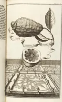 Picture 61 of 128 from Nürnbergische Hesperides, Oder Gründliche Beschreibung Der Edlen Citronat- Citronen- und Pomeranzen-Früchte: Wie solche in selbiger und benachbarten Gegend/ recht mögen eingesetzt/ gewartet/ erhalten und fortgebracht werden/ Samt Einer ausführlichen Erzehlung der meisten Sorten/ welche theils zu Nürnberg würcklich gewachsen/ theils von verschiedenen fremden Orten dahin gebracht worden, auf das accurateste in Kupffer gestochen/ in Vier Theile eingetheilet und mit nützlichen Anmerckungen erkläret (1708), leaf 263