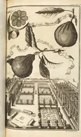 Picture 62 of 128 from Nürnbergische Hesperides, Oder Gründliche Beschreibung Der Edlen Citronat- Citronen- und Pomeranzen-Früchte: Wie solche in selbiger und benachbarten Gegend/ recht mögen eingesetzt/ gewartet/ erhalten und fortgebracht werden/ Samt Einer ausführlichen Erzehlung der meisten Sorten/ welche theils zu Nürnberg würcklich gewachsen/ theils von verschiedenen fremden Orten dahin gebracht worden, auf das accurateste in Kupffer gestochen/ in Vier Theile eingetheilet und mit nützlichen Anmerckungen erkläret (1708), leaf 265