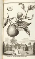 Picture 63 of 128 from Nürnbergische Hesperides, Oder Gründliche Beschreibung Der Edlen Citronat- Citronen- und Pomeranzen-Früchte: Wie solche in selbiger und benachbarten Gegend/ recht mögen eingesetzt/ gewartet/ erhalten und fortgebracht werden/ Samt Einer ausführlichen Erzehlung der meisten Sorten/ welche theils zu Nürnberg würcklich gewachsen/ theils von verschiedenen fremden Orten dahin gebracht worden, auf das accurateste in Kupffer gestochen/ in Vier Theile eingetheilet und mit nützlichen Anmerckungen erkläret (1708), leaf 269
