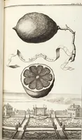 Picture 64 of 128 from Nürnbergische Hesperides, Oder Gründliche Beschreibung Der Edlen Citronat- Citronen- und Pomeranzen-Früchte: Wie solche in selbiger und benachbarten Gegend/ recht mögen eingesetzt/ gewartet/ erhalten und fortgebracht werden/ Samt Einer ausführlichen Erzehlung der meisten Sorten/ welche theils zu Nürnberg würcklich gewachsen/ theils von verschiedenen fremden Orten dahin gebracht worden, auf das accurateste in Kupffer gestochen/ in Vier Theile eingetheilet und mit nützlichen Anmerckungen erkläret (1708), leaf 271