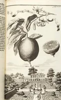 Picture 65 of 128 from Nürnbergische Hesperides, Oder Gründliche Beschreibung Der Edlen Citronat- Citronen- und Pomeranzen-Früchte: Wie solche in selbiger und benachbarten Gegend/ recht mögen eingesetzt/ gewartet/ erhalten und fortgebracht werden/ Samt Einer ausführlichen Erzehlung der meisten Sorten/ welche theils zu Nürnberg würcklich gewachsen/ theils von verschiedenen fremden Orten dahin gebracht worden, auf das accurateste in Kupffer gestochen/ in Vier Theile eingetheilet und mit nützlichen Anmerckungen erkläret (1708), leaf 275