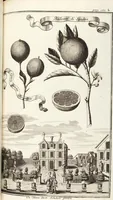 Picture 66 of 128 from Nürnbergische Hesperides, Oder Gründliche Beschreibung Der Edlen Citronat- Citronen- und Pomeranzen-Früchte: Wie solche in selbiger und benachbarten Gegend/ recht mögen eingesetzt/ gewartet/ erhalten und fortgebracht werden/ Samt Einer ausführlichen Erzehlung der meisten Sorten/ welche theils zu Nürnberg würcklich gewachsen/ theils von verschiedenen fremden Orten dahin gebracht worden, auf das accurateste in Kupffer gestochen/ in Vier Theile eingetheilet und mit nützlichen Anmerckungen erkläret (1708), leaf 277