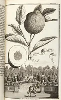 Picture 68 of 128 from Nürnbergische Hesperides, Oder Gründliche Beschreibung Der Edlen Citronat- Citronen- und Pomeranzen-Früchte: Wie solche in selbiger und benachbarten Gegend/ recht mögen eingesetzt/ gewartet/ erhalten und fortgebracht werden/ Samt Einer ausführlichen Erzehlung der meisten Sorten/ welche theils zu Nürnberg würcklich gewachsen/ theils von verschiedenen fremden Orten dahin gebracht worden, auf das accurateste in Kupffer gestochen/ in Vier Theile eingetheilet und mit nützlichen Anmerckungen erkläret (1708), leaf 285