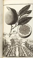 Picture 69 of 128 from Nürnbergische Hesperides, Oder Gründliche Beschreibung Der Edlen Citronat- Citronen- und Pomeranzen-Früchte: Wie solche in selbiger und benachbarten Gegend/ recht mögen eingesetzt/ gewartet/ erhalten und fortgebracht werden/ Samt Einer ausführlichen Erzehlung der meisten Sorten/ welche theils zu Nürnberg würcklich gewachsen/ theils von verschiedenen fremden Orten dahin gebracht worden, auf das accurateste in Kupffer gestochen/ in Vier Theile eingetheilet und mit nützlichen Anmerckungen erkläret (1708), leaf 287