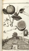 Picture 70 of 128 from Nürnbergische Hesperides, Oder Gründliche Beschreibung Der Edlen Citronat- Citronen- und Pomeranzen-Früchte: Wie solche in selbiger und benachbarten Gegend/ recht mögen eingesetzt/ gewartet/ erhalten und fortgebracht werden/ Samt Einer ausführlichen Erzehlung der meisten Sorten/ welche theils zu Nürnberg würcklich gewachsen/ theils von verschiedenen fremden Orten dahin gebracht worden, auf das accurateste in Kupffer gestochen/ in Vier Theile eingetheilet und mit nützlichen Anmerckungen erkläret (1708), leaf 291