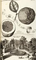 Picture 71 of 128 from Nürnbergische Hesperides, Oder Gründliche Beschreibung Der Edlen Citronat- Citronen- und Pomeranzen-Früchte: Wie solche in selbiger und benachbarten Gegend/ recht mögen eingesetzt/ gewartet/ erhalten und fortgebracht werden/ Samt Einer ausführlichen Erzehlung der meisten Sorten/ welche theils zu Nürnberg würcklich gewachsen/ theils von verschiedenen fremden Orten dahin gebracht worden, auf das accurateste in Kupffer gestochen/ in Vier Theile eingetheilet und mit nützlichen Anmerckungen erkläret (1708), leaf 295