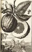 Picture 72 of 128 from Nürnbergische Hesperides, Oder Gründliche Beschreibung Der Edlen Citronat- Citronen- und Pomeranzen-Früchte: Wie solche in selbiger und benachbarten Gegend/ recht mögen eingesetzt/ gewartet/ erhalten und fortgebracht werden/ Samt Einer ausführlichen Erzehlung der meisten Sorten/ welche theils zu Nürnberg würcklich gewachsen/ theils von verschiedenen fremden Orten dahin gebracht worden, auf das accurateste in Kupffer gestochen/ in Vier Theile eingetheilet und mit nützlichen Anmerckungen erkläret (1708), leaf 299