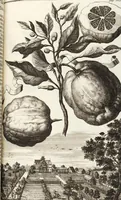 An illustration from Nürnbergische Hesperides, Oder Gründliche Beschreibung Der Edlen Citronat- Citronen- und Pomeranzen-Früchte: Wie solche in selbiger und benachbarten Gegend/ recht mögen eingesetzt/ gewartet/ erhalten und fortgebracht werden/ Samt Einer ausführlichen Erzehlung der meisten Sorten/ welche theils zu Nürnberg würcklich gewachsen/ theils von verschiedenen fremden Orten dahin gebracht worden, auf das accurateste in Kupffer gestochen/ in Vier Theile eingetheilet und mit nützlichen Anmerckungen erkläret (1708)