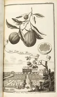 Picture 74 of 128 from Nürnbergische Hesperides, Oder Gründliche Beschreibung Der Edlen Citronat- Citronen- und Pomeranzen-Früchte: Wie solche in selbiger und benachbarten Gegend/ recht mögen eingesetzt/ gewartet/ erhalten und fortgebracht werden/ Samt Einer ausführlichen Erzehlung der meisten Sorten/ welche theils zu Nürnberg würcklich gewachsen/ theils von verschiedenen fremden Orten dahin gebracht worden, auf das accurateste in Kupffer gestochen/ in Vier Theile eingetheilet und mit nützlichen Anmerckungen erkläret (1708), leaf 305