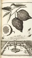 Picture 75 of 128 from Nürnbergische Hesperides, Oder Gründliche Beschreibung Der Edlen Citronat- Citronen- und Pomeranzen-Früchte: Wie solche in selbiger und benachbarten Gegend/ recht mögen eingesetzt/ gewartet/ erhalten und fortgebracht werden/ Samt Einer ausführlichen Erzehlung der meisten Sorten/ welche theils zu Nürnberg würcklich gewachsen/ theils von verschiedenen fremden Orten dahin gebracht worden, auf das accurateste in Kupffer gestochen/ in Vier Theile eingetheilet und mit nützlichen Anmerckungen erkläret (1708), leaf 307