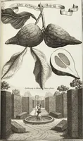 Picture 76 of 128 from Nürnbergische Hesperides, Oder Gründliche Beschreibung Der Edlen Citronat- Citronen- und Pomeranzen-Früchte: Wie solche in selbiger und benachbarten Gegend/ recht mögen eingesetzt/ gewartet/ erhalten und fortgebracht werden/ Samt Einer ausführlichen Erzehlung der meisten Sorten/ welche theils zu Nürnberg würcklich gewachsen/ theils von verschiedenen fremden Orten dahin gebracht worden, auf das accurateste in Kupffer gestochen/ in Vier Theile eingetheilet und mit nützlichen Anmerckungen erkläret (1708), leaf 309