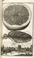 Picture 79 of 128 from Nürnbergische Hesperides, Oder Gründliche Beschreibung Der Edlen Citronat- Citronen- und Pomeranzen-Früchte: Wie solche in selbiger und benachbarten Gegend/ recht mögen eingesetzt/ gewartet/ erhalten und fortgebracht werden/ Samt Einer ausführlichen Erzehlung der meisten Sorten/ welche theils zu Nürnberg würcklich gewachsen/ theils von verschiedenen fremden Orten dahin gebracht worden, auf das accurateste in Kupffer gestochen/ in Vier Theile eingetheilet und mit nützlichen Anmerckungen erkläret (1708), leaf 329