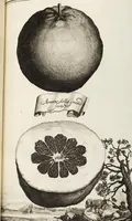 Picture 80 of 128 from Nürnbergische Hesperides, Oder Gründliche Beschreibung Der Edlen Citronat- Citronen- und Pomeranzen-Früchte: Wie solche in selbiger und benachbarten Gegend/ recht mögen eingesetzt/ gewartet/ erhalten und fortgebracht werden/ Samt Einer ausführlichen Erzehlung der meisten Sorten/ welche theils zu Nürnberg würcklich gewachsen/ theils von verschiedenen fremden Orten dahin gebracht worden, auf das accurateste in Kupffer gestochen/ in Vier Theile eingetheilet und mit nützlichen Anmerckungen erkläret (1708), leaf 333