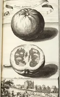 Picture 81 of 128 from Nürnbergische Hesperides, Oder Gründliche Beschreibung Der Edlen Citronat- Citronen- und Pomeranzen-Früchte: Wie solche in selbiger und benachbarten Gegend/ recht mögen eingesetzt/ gewartet/ erhalten und fortgebracht werden/ Samt Einer ausführlichen Erzehlung der meisten Sorten/ welche theils zu Nürnberg würcklich gewachsen/ theils von verschiedenen fremden Orten dahin gebracht worden, auf das accurateste in Kupffer gestochen/ in Vier Theile eingetheilet und mit nützlichen Anmerckungen erkläret (1708), leaf 335