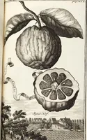 Picture 82 of 128 from Nürnbergische Hesperides, Oder Gründliche Beschreibung Der Edlen Citronat- Citronen- und Pomeranzen-Früchte: Wie solche in selbiger und benachbarten Gegend/ recht mögen eingesetzt/ gewartet/ erhalten und fortgebracht werden/ Samt Einer ausführlichen Erzehlung der meisten Sorten/ welche theils zu Nürnberg würcklich gewachsen/ theils von verschiedenen fremden Orten dahin gebracht worden, auf das accurateste in Kupffer gestochen/ in Vier Theile eingetheilet und mit nützlichen Anmerckungen erkläret (1708), leaf 339