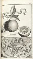Picture 83 of 128 from Nürnbergische Hesperides, Oder Gründliche Beschreibung Der Edlen Citronat- Citronen- und Pomeranzen-Früchte: Wie solche in selbiger und benachbarten Gegend/ recht mögen eingesetzt/ gewartet/ erhalten und fortgebracht werden/ Samt Einer ausführlichen Erzehlung der meisten Sorten/ welche theils zu Nürnberg würcklich gewachsen/ theils von verschiedenen fremden Orten dahin gebracht worden, auf das accurateste in Kupffer gestochen/ in Vier Theile eingetheilet und mit nützlichen Anmerckungen erkläret (1708), leaf 345