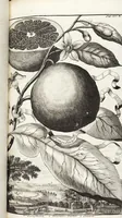 An illustration from Nürnbergische Hesperides, Oder Gründliche Beschreibung Der Edlen Citronat- Citronen- und Pomeranzen-Früchte: Wie solche in selbiger und benachbarten Gegend/ recht mögen eingesetzt/ gewartet/ erhalten und fortgebracht werden/ Samt Einer ausführlichen Erzehlung der meisten Sorten/ welche theils zu Nürnberg würcklich gewachsen/ theils von verschiedenen fremden Orten dahin gebracht worden, auf das accurateste in Kupffer gestochen/ in Vier Theile eingetheilet und mit nützlichen Anmerckungen erkläret (1708)