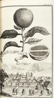 Picture 86 of 128 from Nürnbergische Hesperides, Oder Gründliche Beschreibung Der Edlen Citronat- Citronen- und Pomeranzen-Früchte: Wie solche in selbiger und benachbarten Gegend/ recht mögen eingesetzt/ gewartet/ erhalten und fortgebracht werden/ Samt Einer ausführlichen Erzehlung der meisten Sorten/ welche theils zu Nürnberg würcklich gewachsen/ theils von verschiedenen fremden Orten dahin gebracht worden, auf das accurateste in Kupffer gestochen/ in Vier Theile eingetheilet und mit nützlichen Anmerckungen erkläret (1708), leaf 353