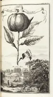 Picture 88 of 128 from Nürnbergische Hesperides, Oder Gründliche Beschreibung Der Edlen Citronat- Citronen- und Pomeranzen-Früchte: Wie solche in selbiger und benachbarten Gegend/ recht mögen eingesetzt/ gewartet/ erhalten und fortgebracht werden/ Samt Einer ausführlichen Erzehlung der meisten Sorten/ welche theils zu Nürnberg würcklich gewachsen/ theils von verschiedenen fremden Orten dahin gebracht worden, auf das accurateste in Kupffer gestochen/ in Vier Theile eingetheilet und mit nützlichen Anmerckungen erkläret (1708), leaf 359