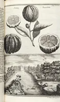 Picture 89 of 128 from Nürnbergische Hesperides, Oder Gründliche Beschreibung Der Edlen Citronat- Citronen- und Pomeranzen-Früchte: Wie solche in selbiger und benachbarten Gegend/ recht mögen eingesetzt/ gewartet/ erhalten und fortgebracht werden/ Samt Einer ausführlichen Erzehlung der meisten Sorten/ welche theils zu Nürnberg würcklich gewachsen/ theils von verschiedenen fremden Orten dahin gebracht worden, auf das accurateste in Kupffer gestochen/ in Vier Theile eingetheilet und mit nützlichen Anmerckungen erkläret (1708), leaf 363