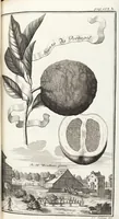 Picture 90 of 128 from Nürnbergische Hesperides, Oder Gründliche Beschreibung Der Edlen Citronat- Citronen- und Pomeranzen-Früchte: Wie solche in selbiger und benachbarten Gegend/ recht mögen eingesetzt/ gewartet/ erhalten und fortgebracht werden/ Samt Einer ausführlichen Erzehlung der meisten Sorten/ welche theils zu Nürnberg würcklich gewachsen/ theils von verschiedenen fremden Orten dahin gebracht worden, auf das accurateste in Kupffer gestochen/ in Vier Theile eingetheilet und mit nützlichen Anmerckungen erkläret (1708), leaf 365